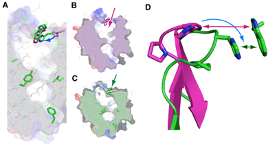 Fig. 2 Structure of lipocalin-type PGDS with open (B) and closed (C) lids of pouchlike structure