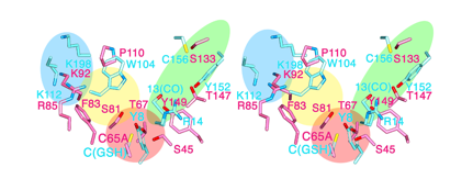 Fig. 4 Steric structure onto which amino acid residues at the active sites of lipocalin-type PGDS and hematopoietic-type PGDS are superimposed