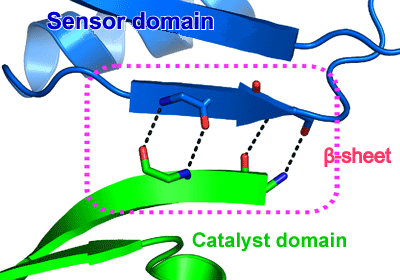 Fig. 3 &beta;-sheet formed between sensor and catalyst domains.