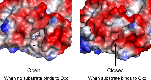 Fig. 4 &nbsp;Comparison of surfaces of substrate-free (left) and substrate binding (right) molecules