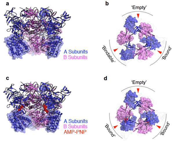 Fig. 2 X-ray crystal structure of the catalytically-active portion (A3B3 complex)
a) A3B3 complex crystal structure (side view)

