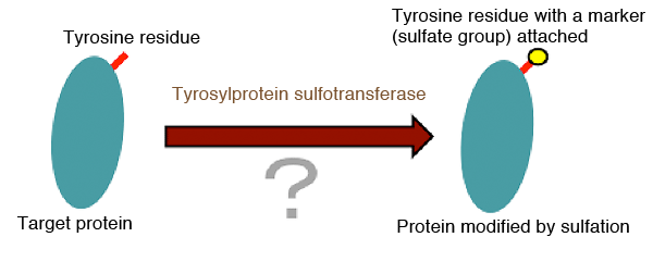 Fig. 1 Modification by sulfation