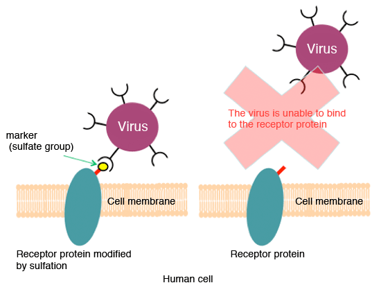 Fig. 2 Modification by sulfation serves as a marker at the time of viral infection