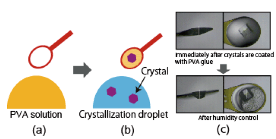 Fig. 1 Steps in mounting crystals by humid air and glue-coating (HAG) method and state of mounted crystals