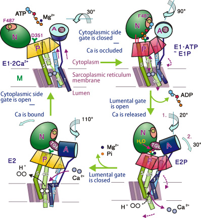Figure 2. Schematic images of the calcium pump mechanisms