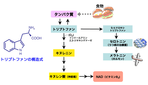 図1 動物のトリプトファン代謝過程