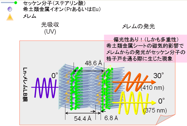 図3 セッケン-希土類錯体LB膜内に取り込まれたメレム由来の発光の多重偏光