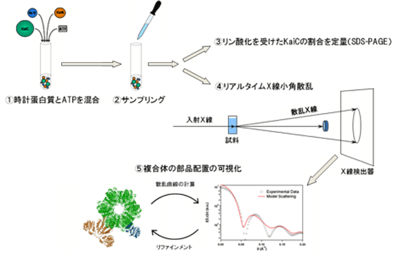 図1 X線小角散乱を用いたリアルタイム計測