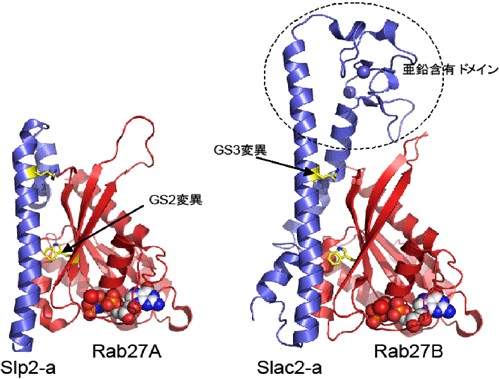 図3　Rab27AとSlp2-aの複合体（左）と Rab27BとSlac2-aの複合体（右）の結晶構造