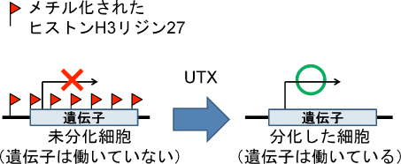 図1 UTXは遺伝子をオフ状態からオン状態にする