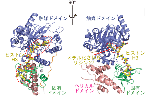 図2 UTXとヒストンH3が結合した立体構造
