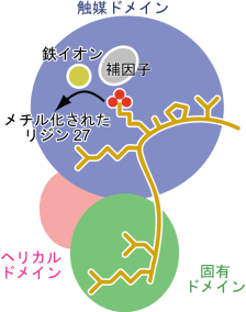 図3 UTXとヒストンH3との結合の模式図