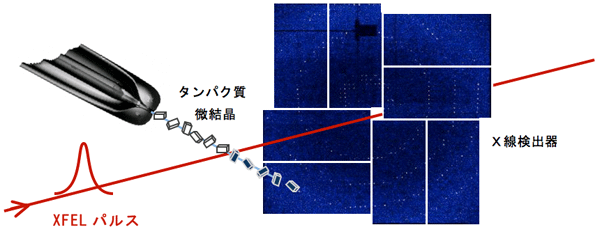 図1.XFELを用いたシリアルフェムト秒X線結晶構造解析実験の概念図