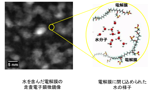 細胞の中の水 ナノ領域に閉じ込められた水の特異な電子状態を発見 －生体細胞内の水