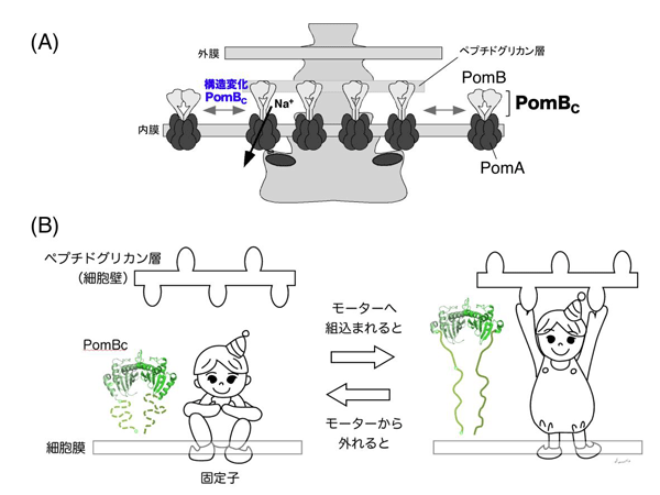 図4 モーターへの組み込みに伴う固定子の構造変化モデル。