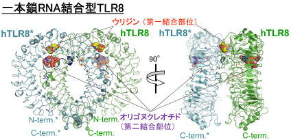 図1 一本鎖RNA結合型TLR8の全体構造