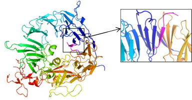図1 sorLA Vps10pドメイン(虹色で示す)とAβ(濃いピンク部分)の複合体構造