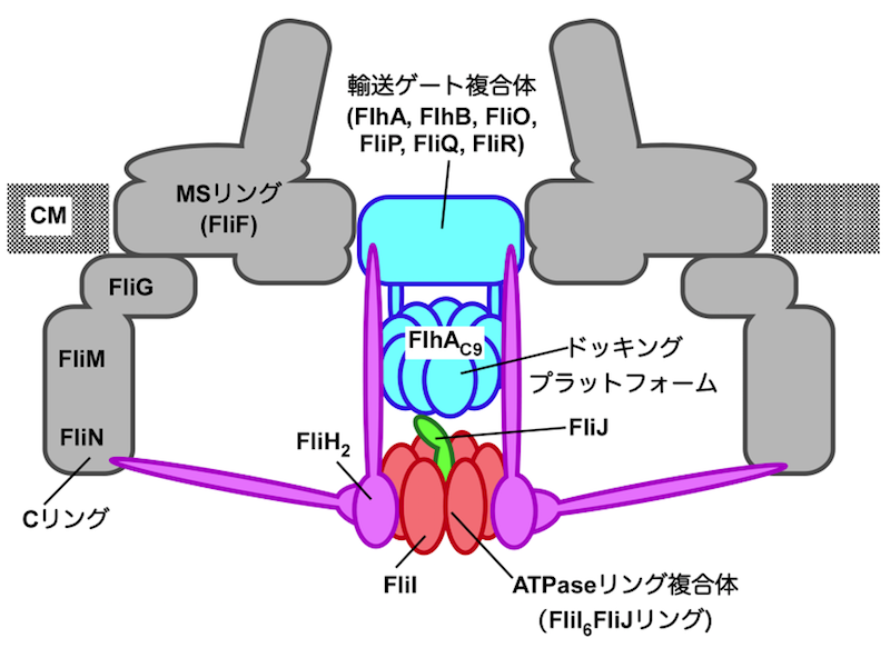 図2 細菌べん毛タンパク質輸送装置の模式図.