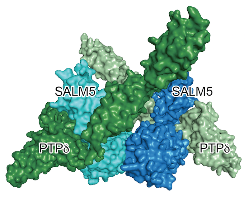 図2 PTPδ(緑、薄緑)とSALM5(水色、青)との複合体の立体構造。