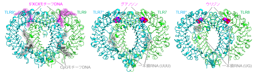 図2. TLR9とTLR7/8の活性化型二量体構造の比較