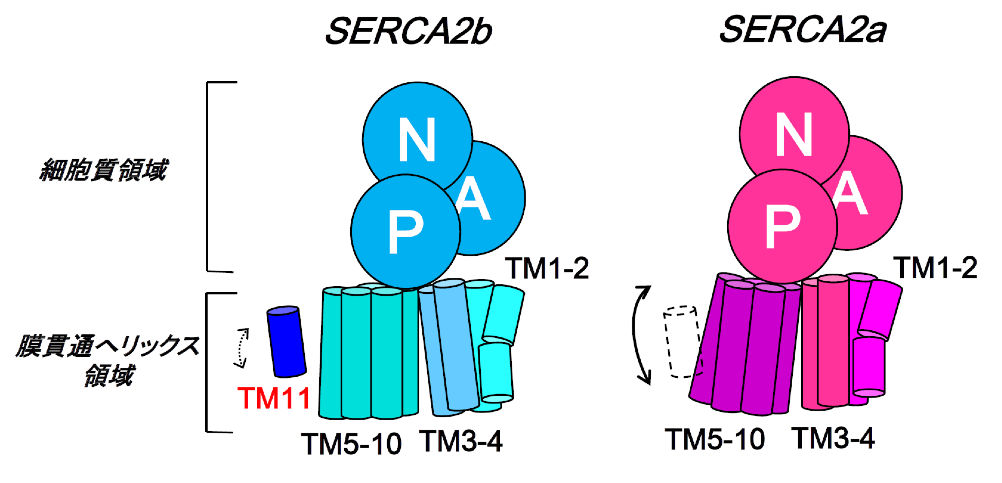 図4 TM11によるSERCA2bの膜貫通へリックス領域の動きの抑制