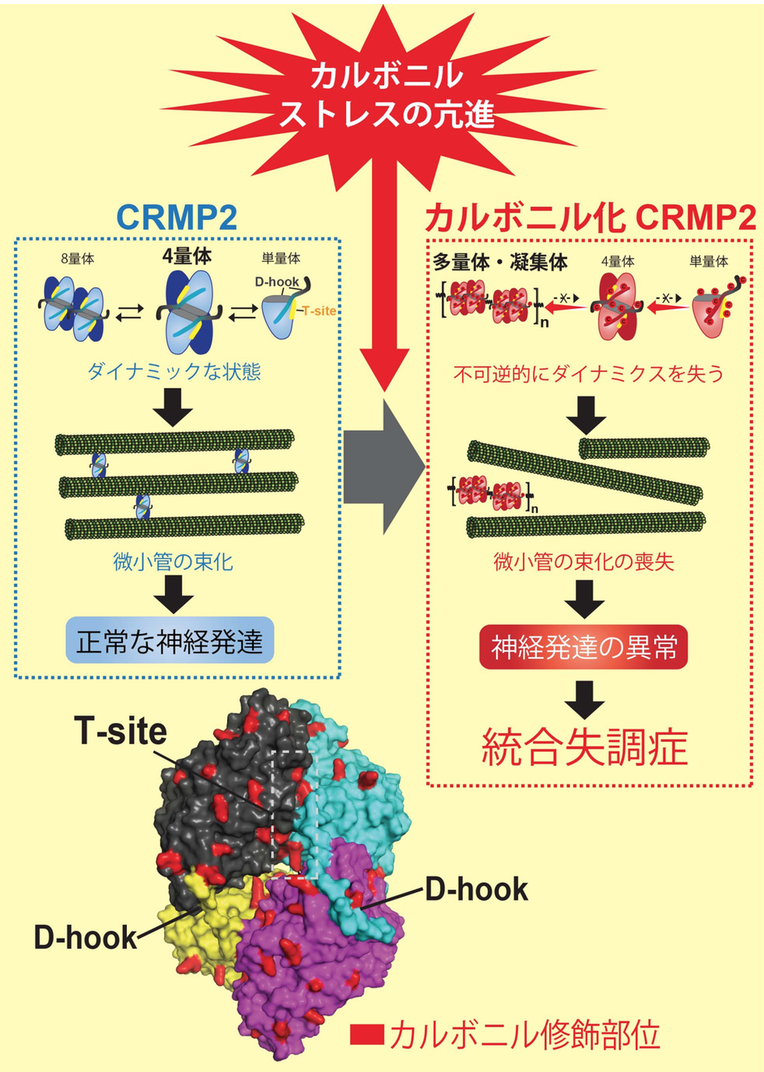 図1:カルボニルストレスが引き起こすCRMP2の機能異常と統合失調症の発症メカニズム