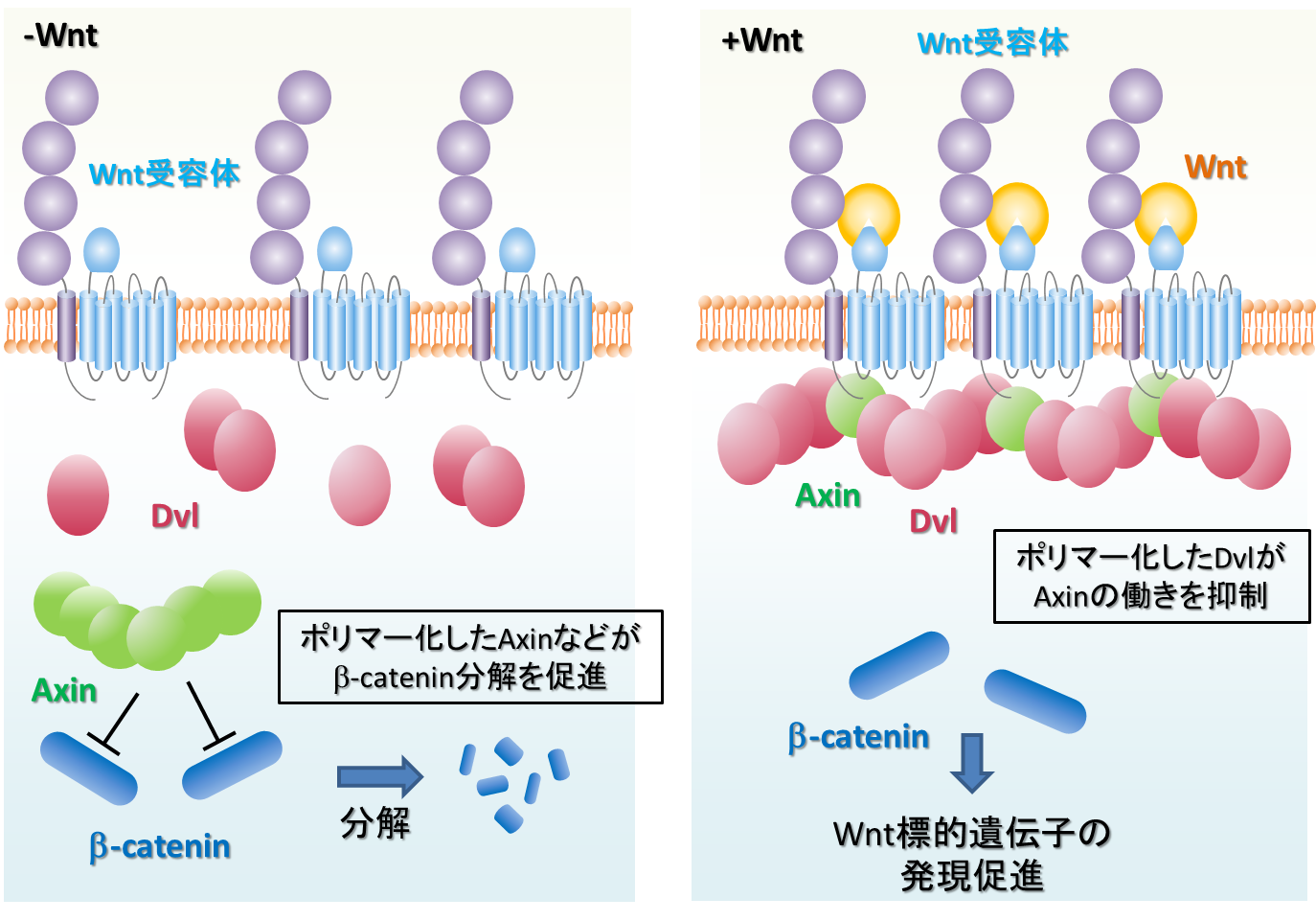 図1. Wnt/β-cateninシグナル伝達経路の概要
