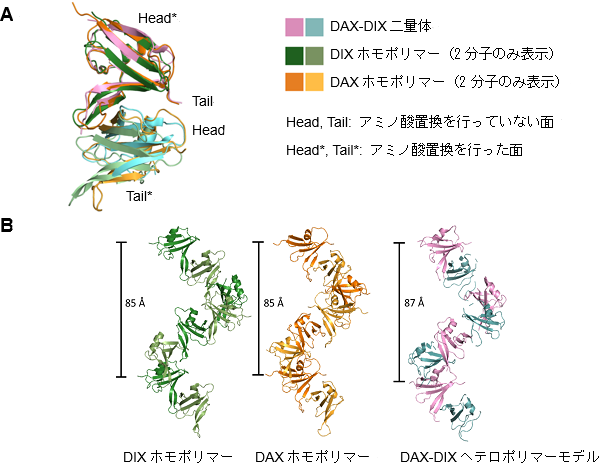 図2.DAX-DIX二量体とDIX及びDAXとの構造比較