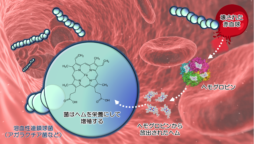 図1: 溶血性連鎖球菌が宿主動物の赤血球から栄養としてヘムを獲得するシステム