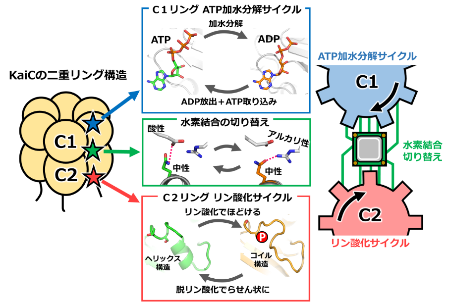 概日リズムを奏でる時計タンパク質の内部で「2つの歯車」が噛み合う