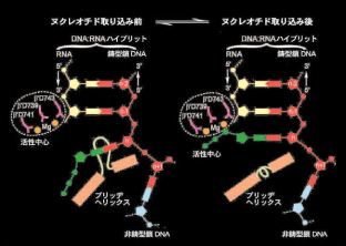 図２．マルチサブユニット型RNAポリメラーゼによるRNA合成のモデル。