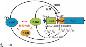 >図2 シアノバクテリアの生物時計のフィードバック制御モデルの概念図。