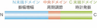 >図3 KaiAの3ドメイン構造と機能　