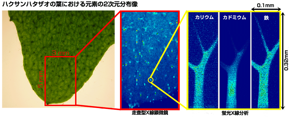ハクサンハタザオの葉における２次元分布像