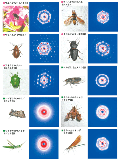 図4 各種昆虫の飛翔筋から記録された筋原繊維のX線回折像