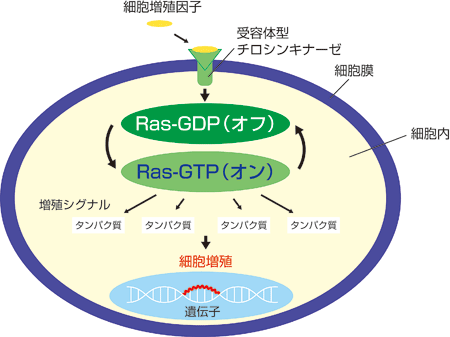 図1．Rasを介する分子メカニズム。