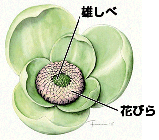 恐竜時代の花 〜きれいな花はどのように進化してきたか〜 — SPring-8