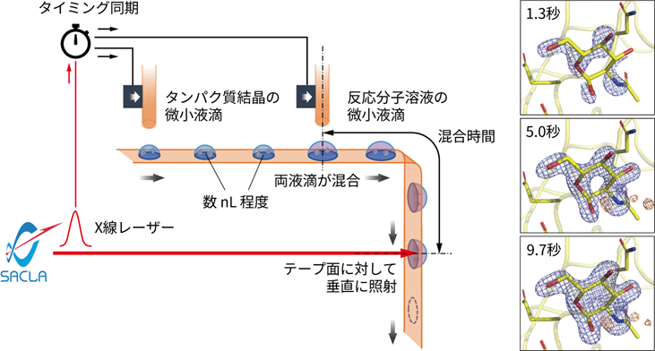 テープ搬送による試料導入システムでタンパク質の動的構造解析をわずかな試料で実現
