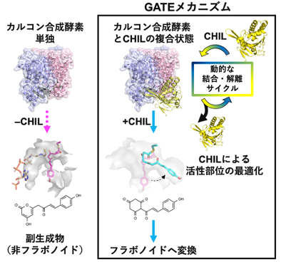 図2 図2. GATEメカニズムの概念図。CHILがカルコン合成酵素(CHS)に動的に結合・解離することでCHSの活性部位が最適化され、副生成物の合成が抑制されるとともに、フラボノイド合成が促進される。