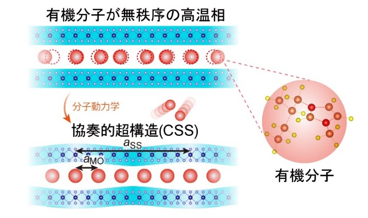 分子動力学に駆動された協奏的超構造の発現