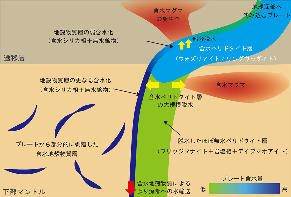 図1 図1.沈み込むプレート内の水の分布。沈み込むプレート内部では、深さによって水の保持能力が大きく変化します。マントル遷移層までの深さでは、ウォズレアイトやリングウッダイトが数wt%の水を保持できるため、プレート内部の水は主にこれらの鉱物を含む領域に蓄えられます。一方、プレート表層の地殻物質層では、シリカ鉱物が一部の水を取り込むことが知られています。下部マントルに入ると、ブリッジマナイト、フェロペリクレース、デイブマオアイトなどの主要下部マントル鉱物は水をほとんど保持できません。そのため、プレート内部の水はペリドタイト中にはとどまらず、より水を保持できるシリカ鉱物を含む地殻物質層へ再分配されます。シリカ鉱物は下部マントル条件で高圧相へと相転移し、さらに多くの水を保持できるようになるため、深部へ進むにつれて水は地殻物質層に集中していきます。このように、下部マントルでは水の輸送と保持が近く物質層によって制御され、深部の水は主にシリカ高圧鉱物を含む沈み込む地殻物質に蓄えられると考えられます。