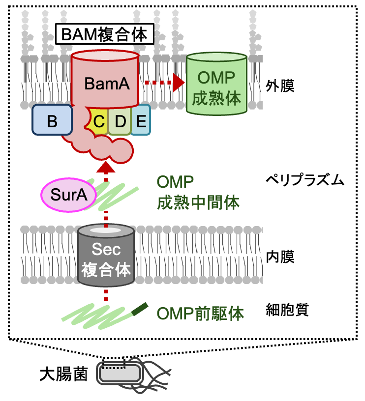 図1：グラム陰性細菌のOMP生合成過程
βバレル構造を持つ外膜タンパク質(OMP)は細胞質で合成され、ペリプラズムに運ばれた後に、分子シャペロンSurAにより、外膜のBAM複合体へと受け渡され、βバレル構造を形成しつつ外膜へと組み込まれます。
