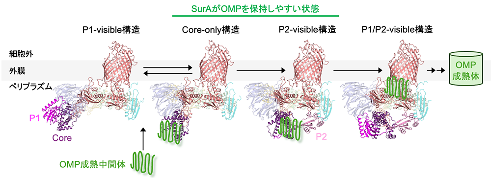 図3：SurAによるBAM複合体へのOMP受け渡しモデル
本研究で得られた構造・機能解析に基づくモデル。P1-visible構造ではSurAが待機状態にあり、P1ドメインがCoreドメインから離れることで基質結合部位が開き、SurAがOMPを保持しやすい状態になると考えられます。その後、P2ドメインとBamEとの相互作用に伴ってOMPを保持したSurA CoreドメインがBAM複合体へ近づき、最終的にOMPがSurAからBAM複合体へ受け渡され、外膜への組み込みが進みます。