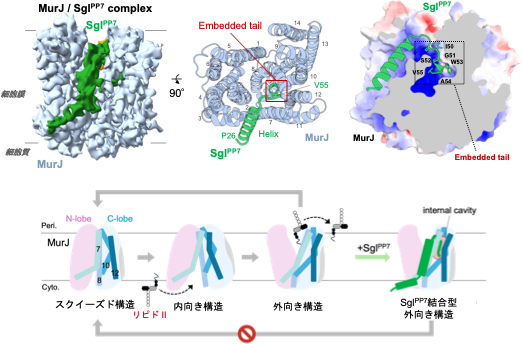 図2 図2:SglPP7とMurJの立体構造および輸送阻害モデル